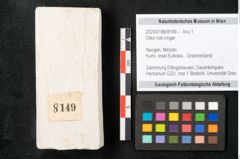 Foto (Objekt + Etikett) von Olea noti Unger (NHMW-GEO-2024-0188-8149)